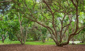 Avez-vous le droit d'abattre les arbres qui sont sur votre propriété ?