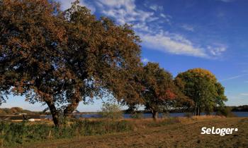 Qui doit prendre en charge l'entretien des arbres mitoyens ?
