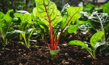 Jardinage : quels fruits et légumes planter en mars ?